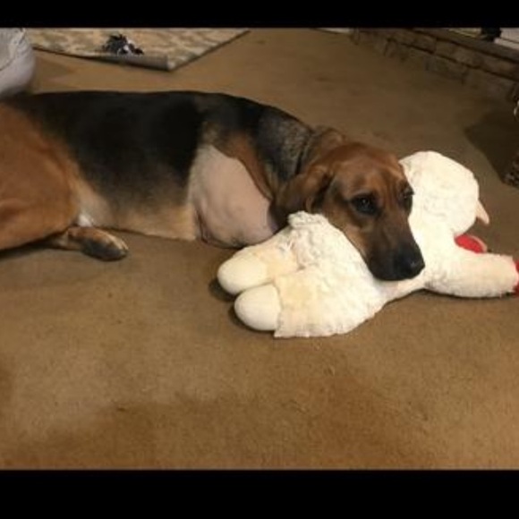 THE BIGGEST JUMBO “LAMB CHOP”.CLASSIC LICENSED PLUSH DOG TOY 25.5… - Picture 11 of 15
